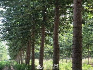 河南周口：培育出不飞絮的杨树新品种