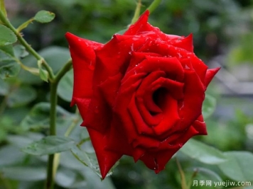 2023年情人节十大玫瑰品种销量榜，卡罗拉位居首位