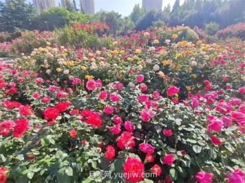 郑州月季公园40万株月季竞相绽放，感受花漾生活