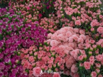 中国6大花市，全国花卉批发市场介绍
