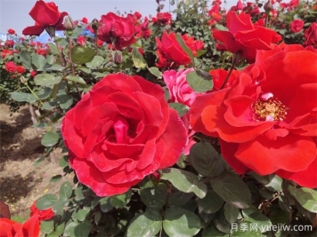 月季、玫瑰、蔷薇分别是什么？如何区别？